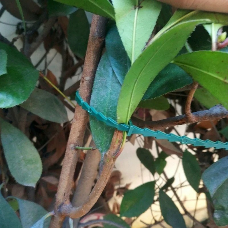 50pcs Adjustable Plastic Plant - đánh giá và giá Vine Climbing Plastic