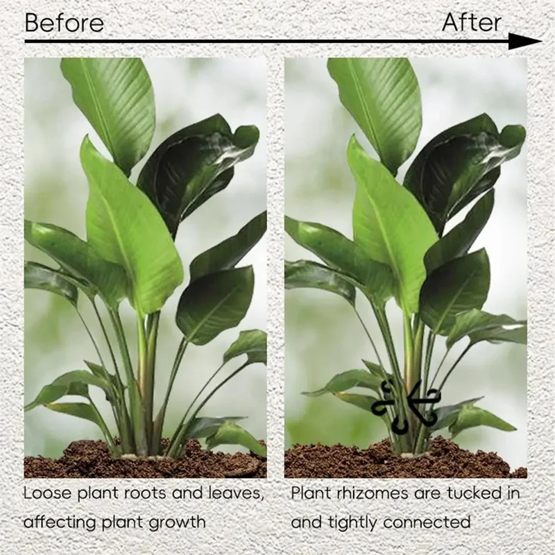 Stem Support Alocasia Monstera - đánh giá và giá Vine Climbing Plastic
